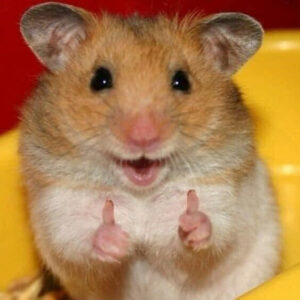 Read more about the article Don’t you think the hamsters should be our class pet?